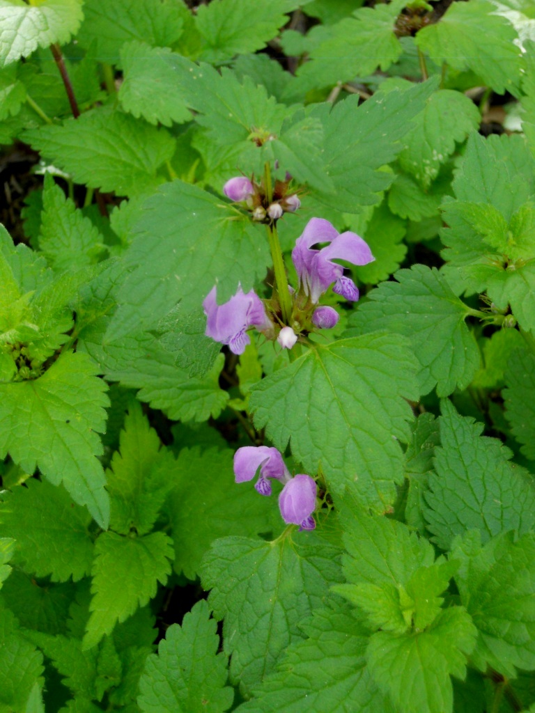 Lamium maculatum